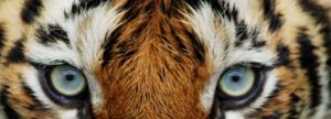 Close up photo of tiger eyes
